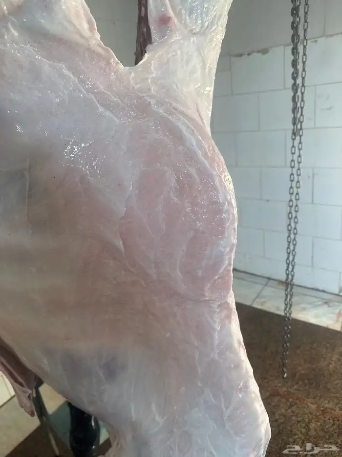 لباني مشروط عمره (4) والطعم حلو وتحدي مضمونا ف الصحن 3