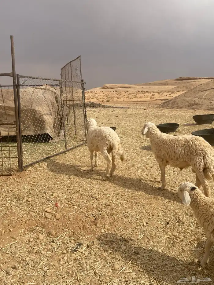 خرفان حريات 18