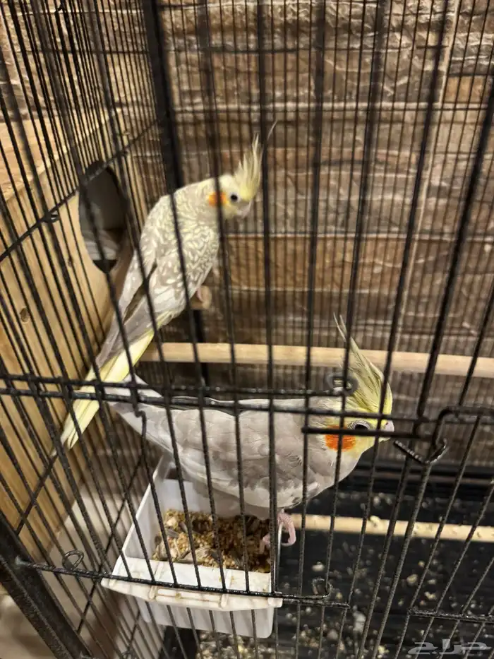 جوز كروان منتج 2