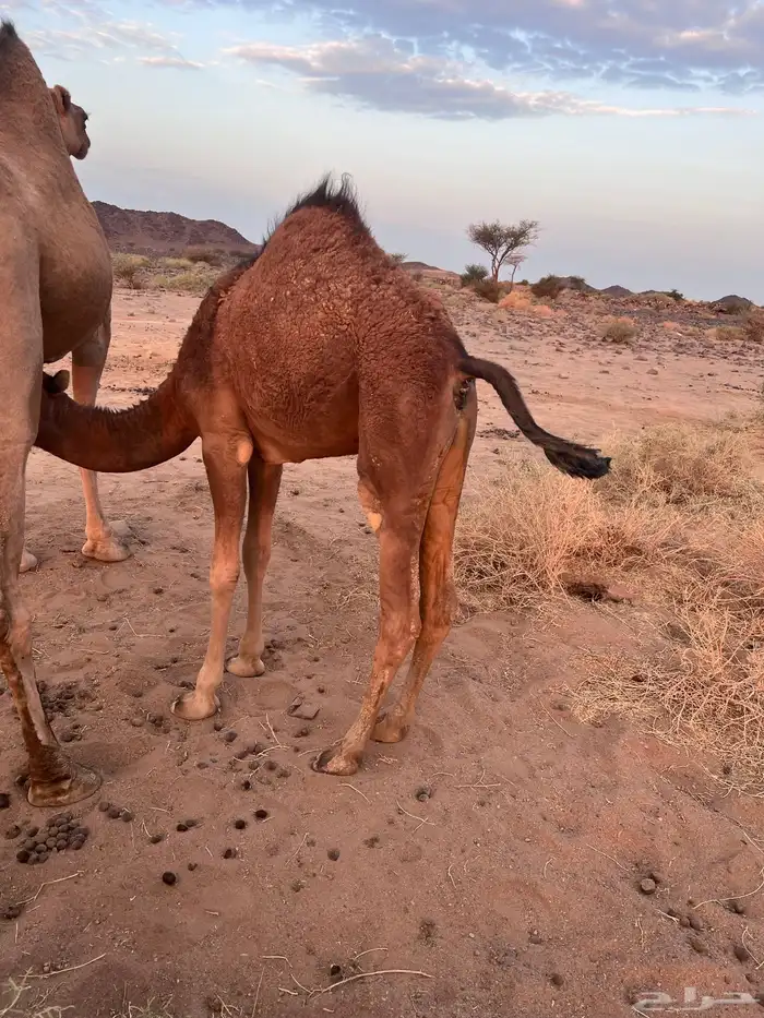 قعود وبكره ع الحليب شرط 1