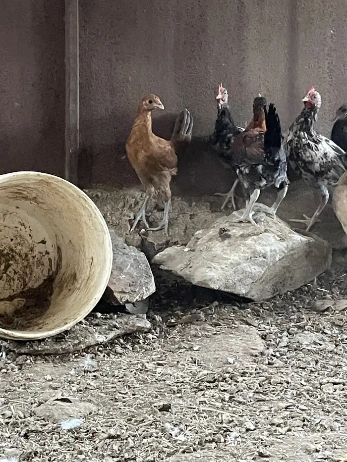 دجاج بلدي 11 حبه 0