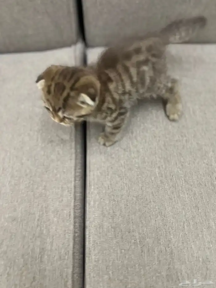 سكوتش دبل فولد مميز جدا ماشاءالله لون نادر مطعم 7