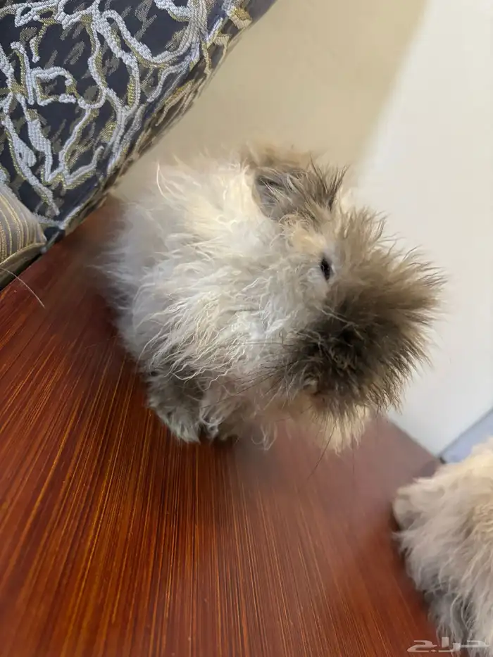 ارانب لتبني 5