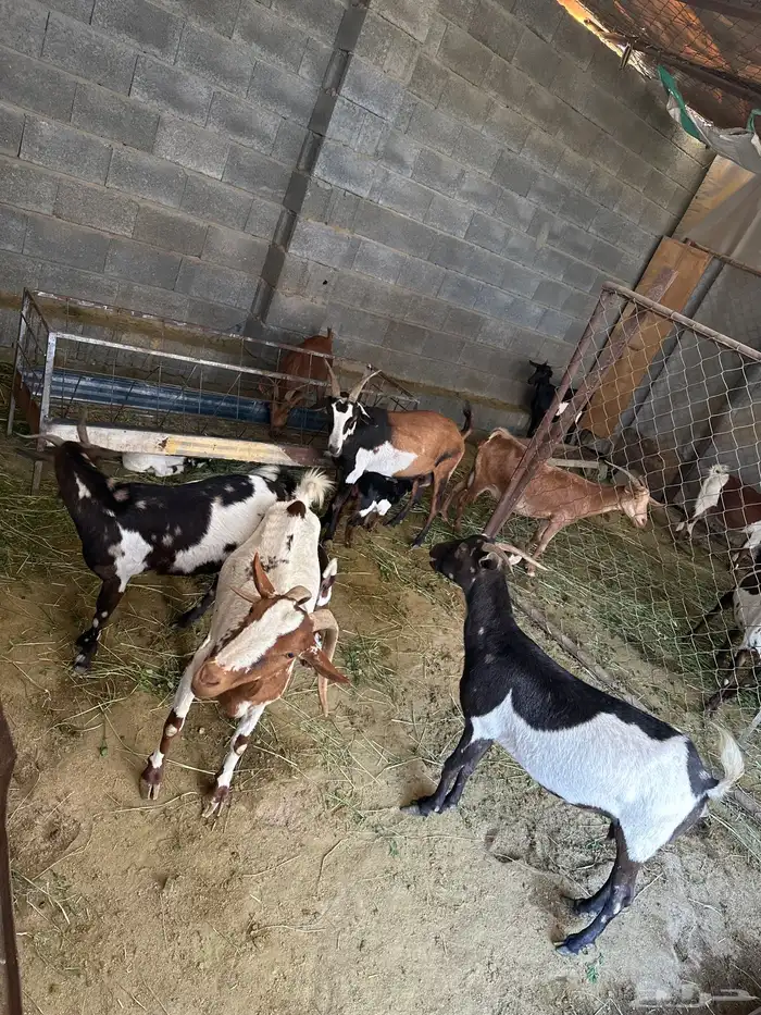 معزاء مشكلة بيشيات وجبلية 11