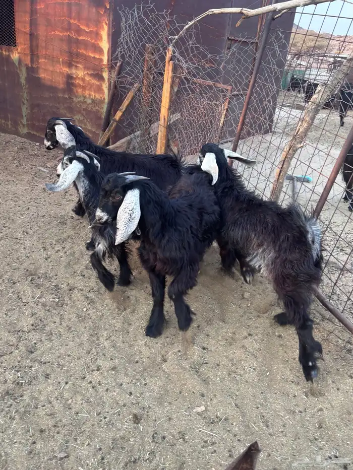 لبيع تيوس 4 2