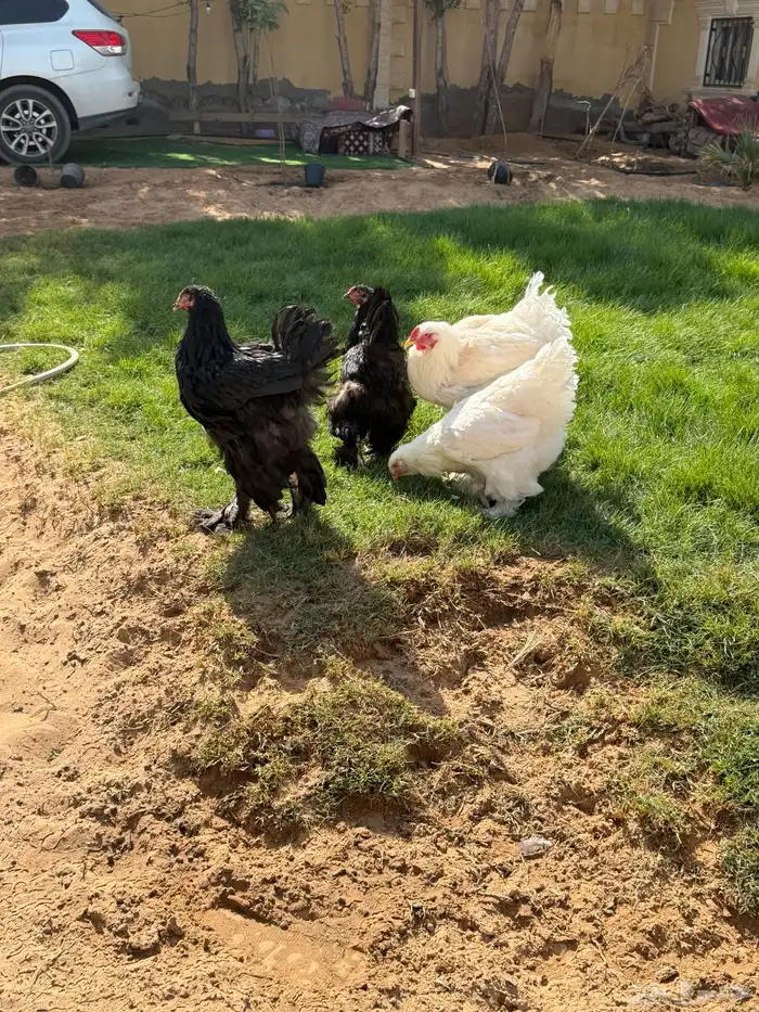 دجاج براهما 5