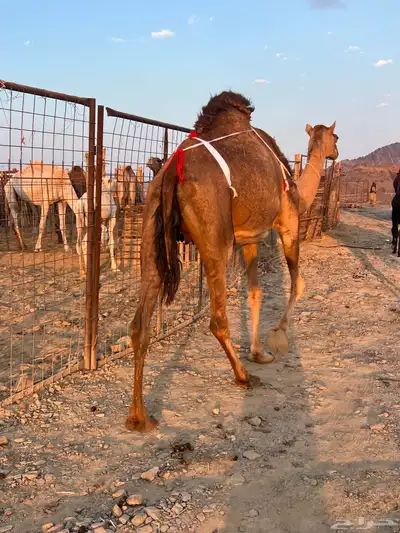 بكره حمرا ساحليه تملى السطل ب 12500 يبلاش index