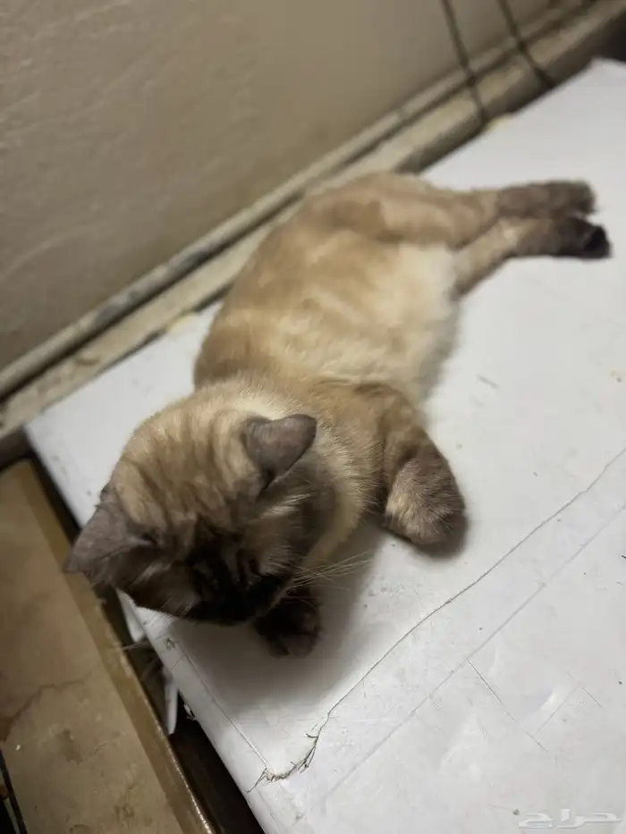 قط ذكر شيرازي هملايا مهجن أليف مدرب مع جميع اعرضه للبيع 0