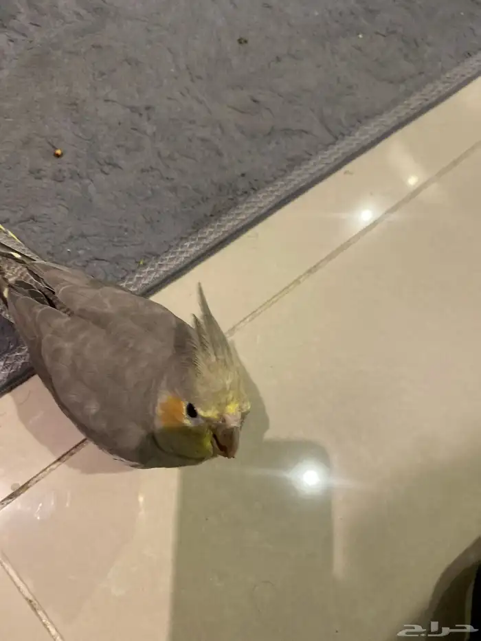 طير كروان أليف جدا  لعوب 4