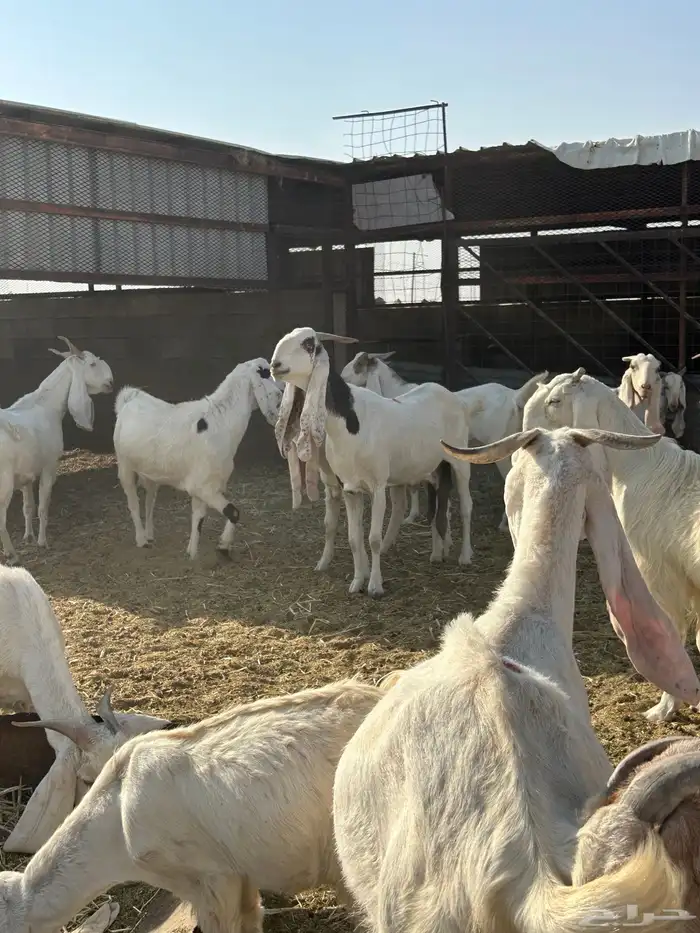 معزاء هولندية 0