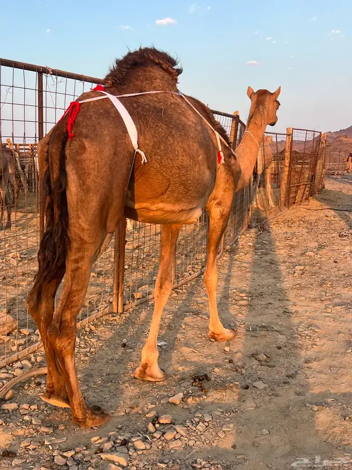 بكره حمرا ساحليه تملى السطل ب 12500 تم البيع 6