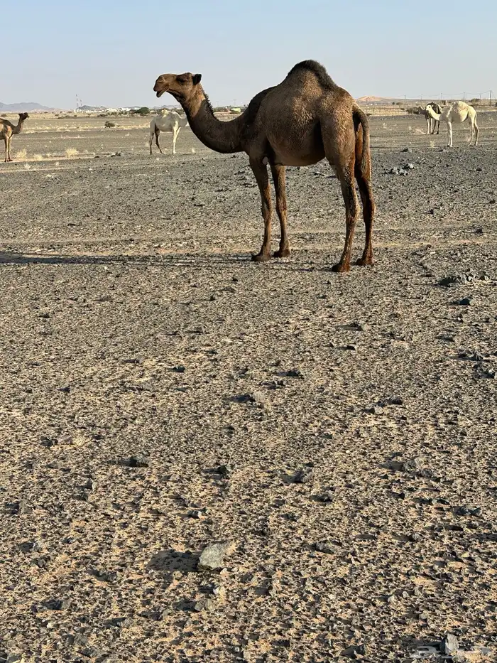 بكره رمانيه لقيه 0