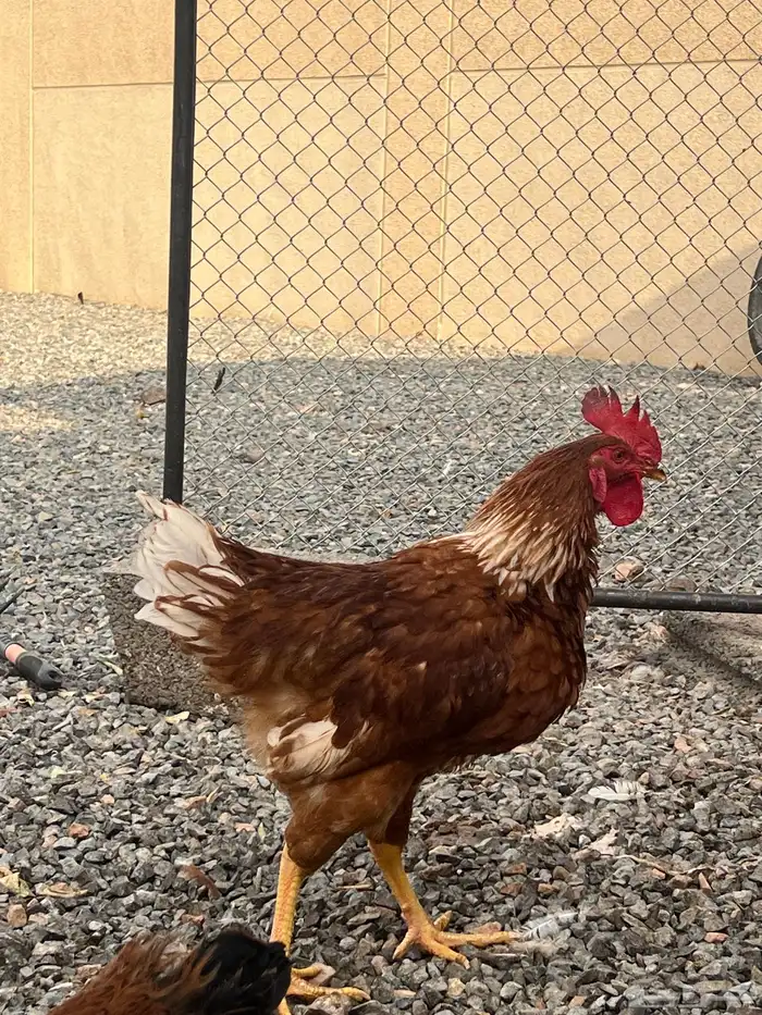 ديوك لوهمان الالمانيه 2