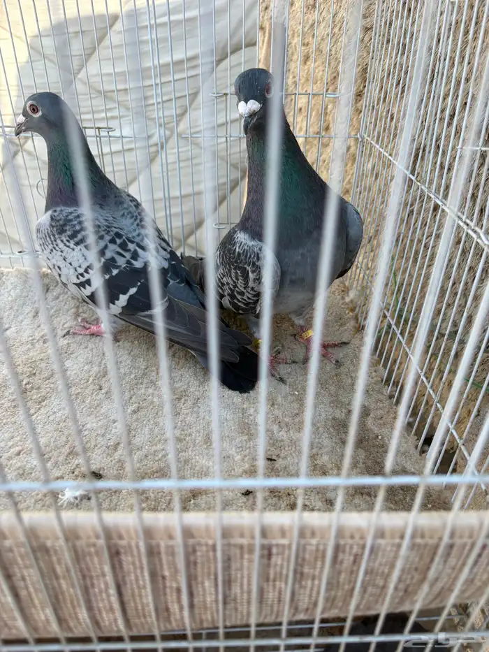 للبيع زوج زاجل 4