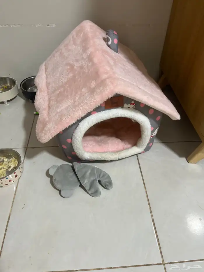 قطوه للتبني طالبه تزاوج 1