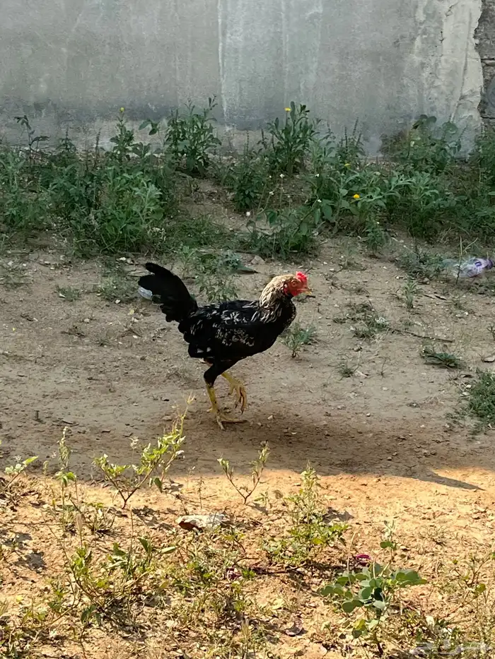 العدد 11 ديك من 25 8