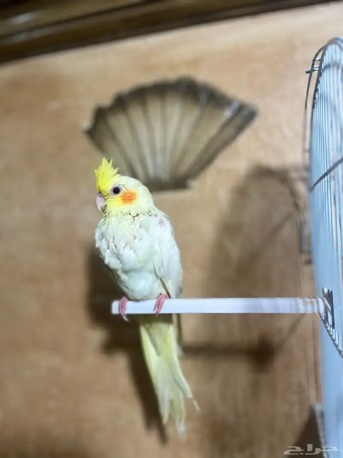 كروان لاتينو حجم سوبر عيون حمر 2