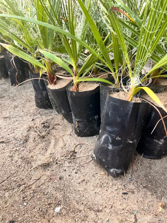 نخل واشنطونيا السعر 2 ريال فقط 0