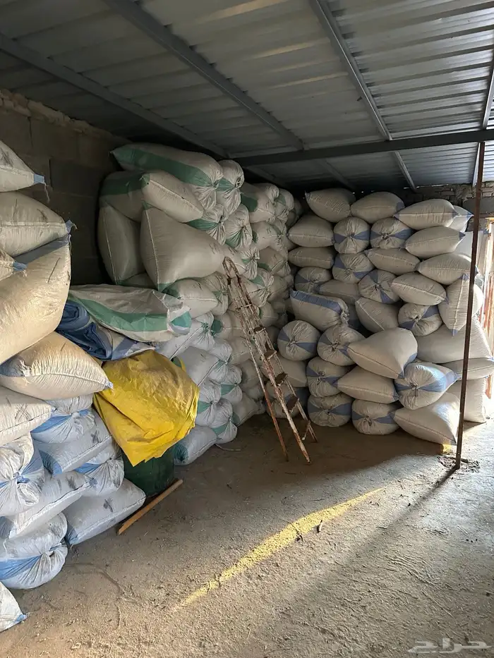 حنا ينبع النخل 3