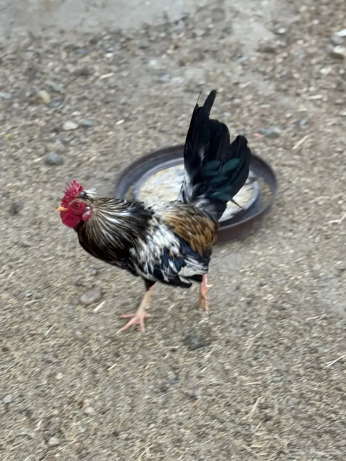 ديوك عربية للبيع - أفرق 13