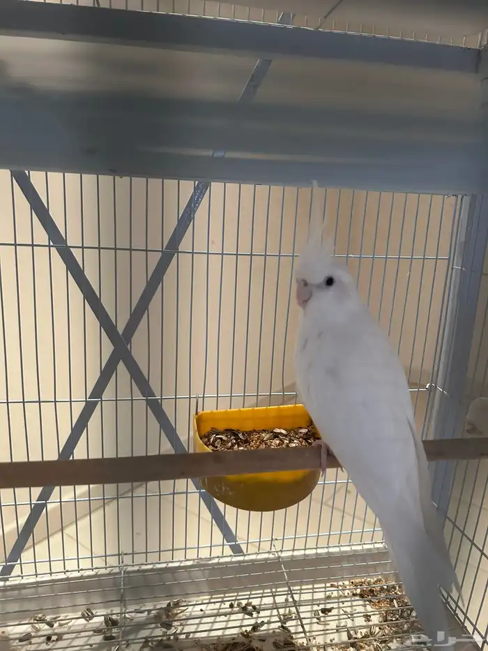 كروان وايت فيس 0