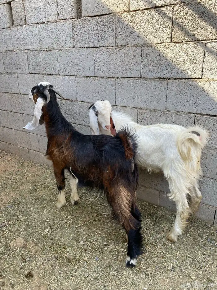 للبيع تبوس طيبه وظهور فل 5