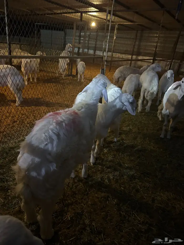 حري جبر ناهي 0