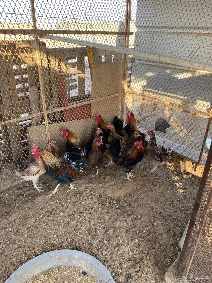 دجاج عربي للبيع 1