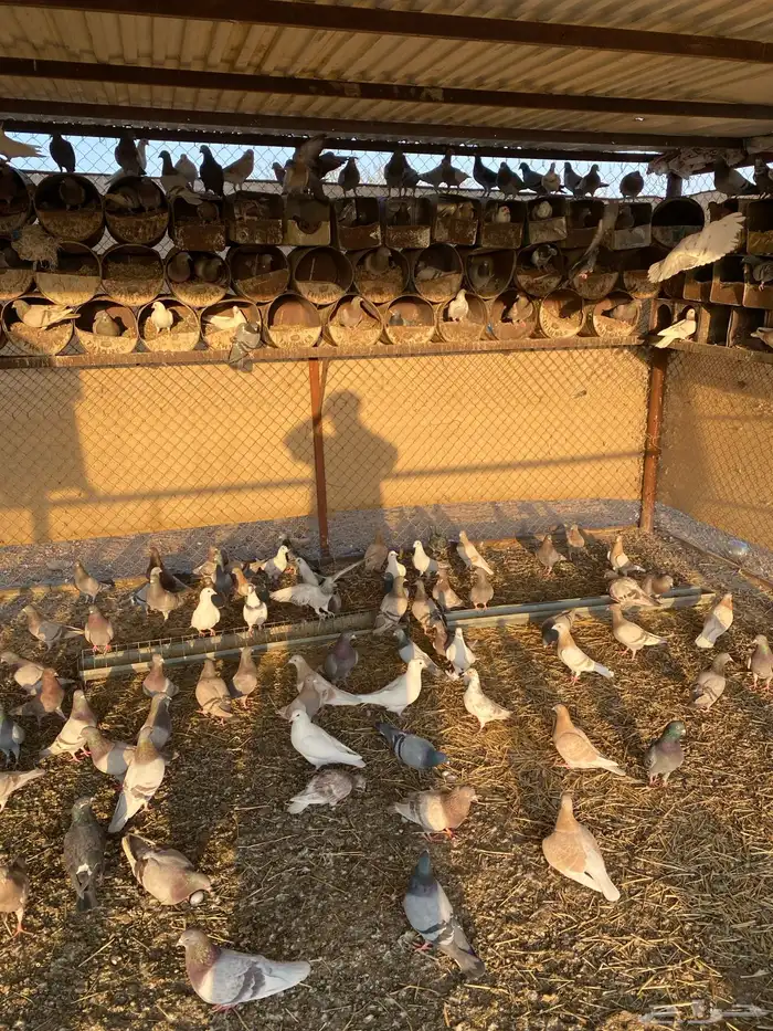 حمام للبيع فرنسي وباكستاني 6