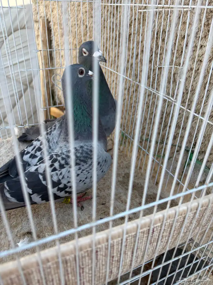 للبيع زوج زاجل 3