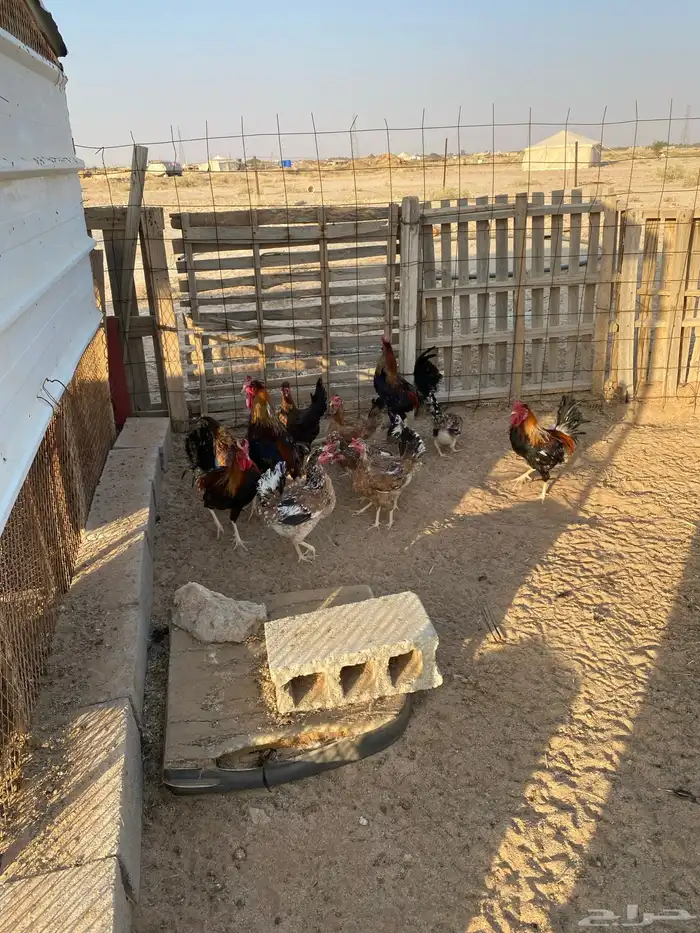 دجاج عربي للبيع 4
