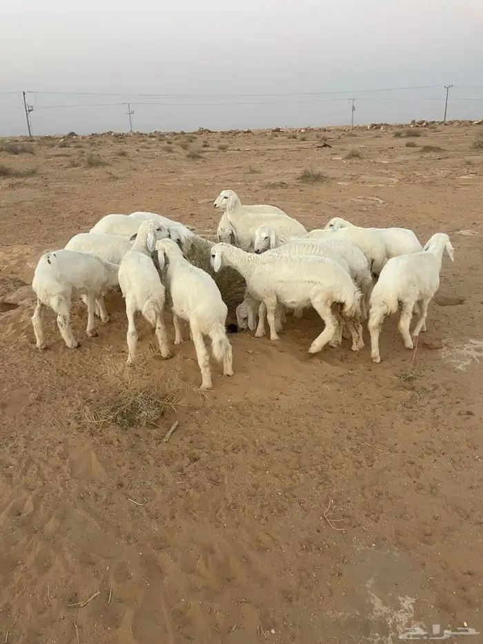 بهم حري مراح واحد 5