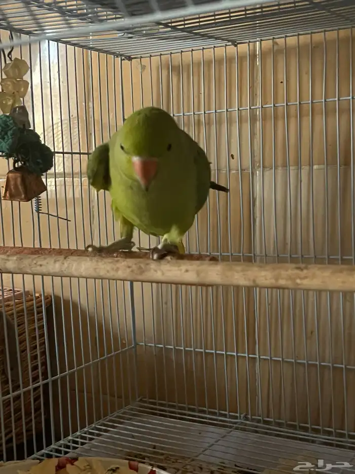 للبيع درة ببغاء الدرة 1