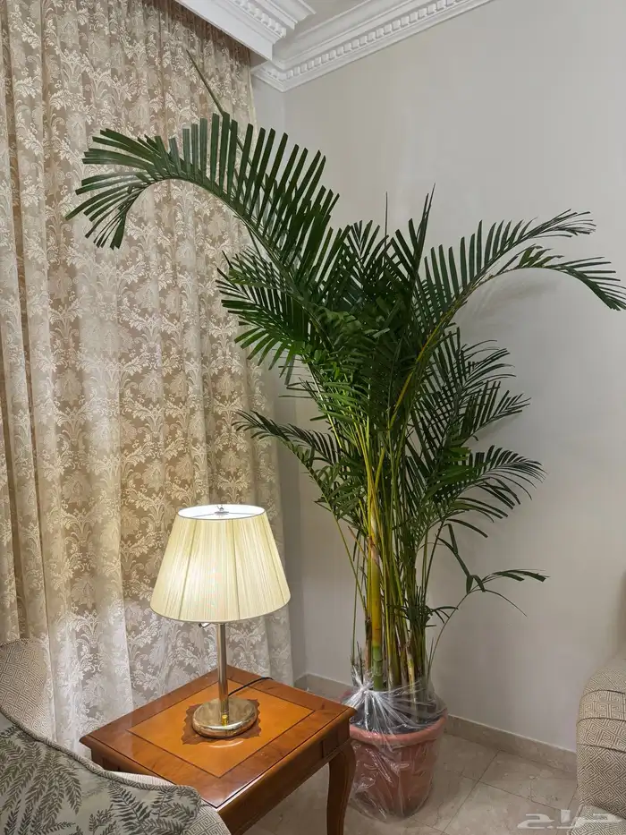 شجرة آريكا للبيع 0