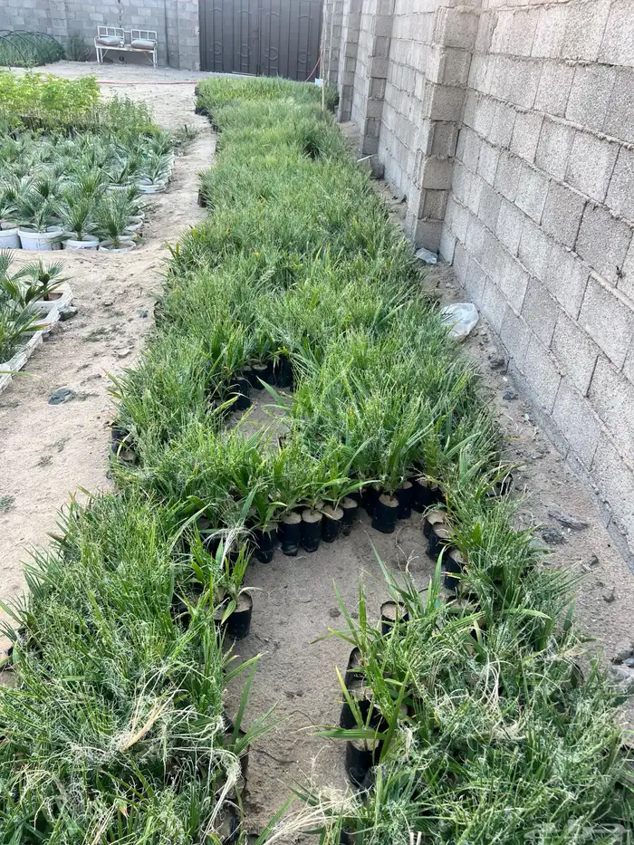 نخل واشنطونيا السعر 2 ريال فقط 6