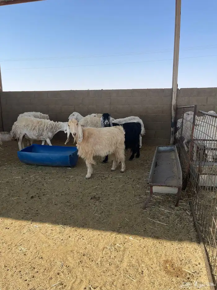 خروف فحل حري مشروط قريع 1