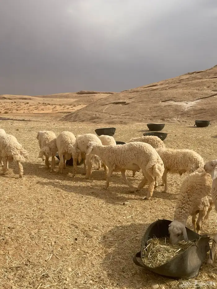 خرفان حريات 19