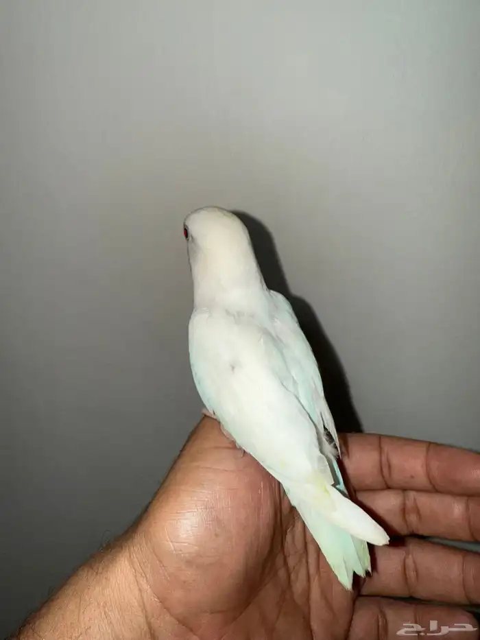 روز البينو اليف 2