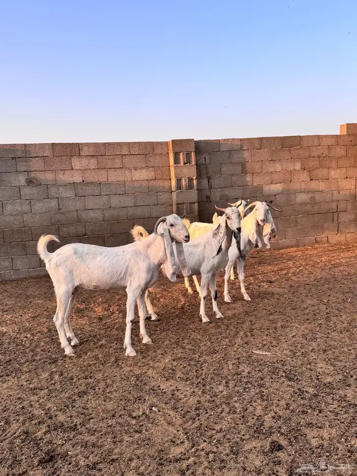 للبيع معزاء اشباب دفيع 4