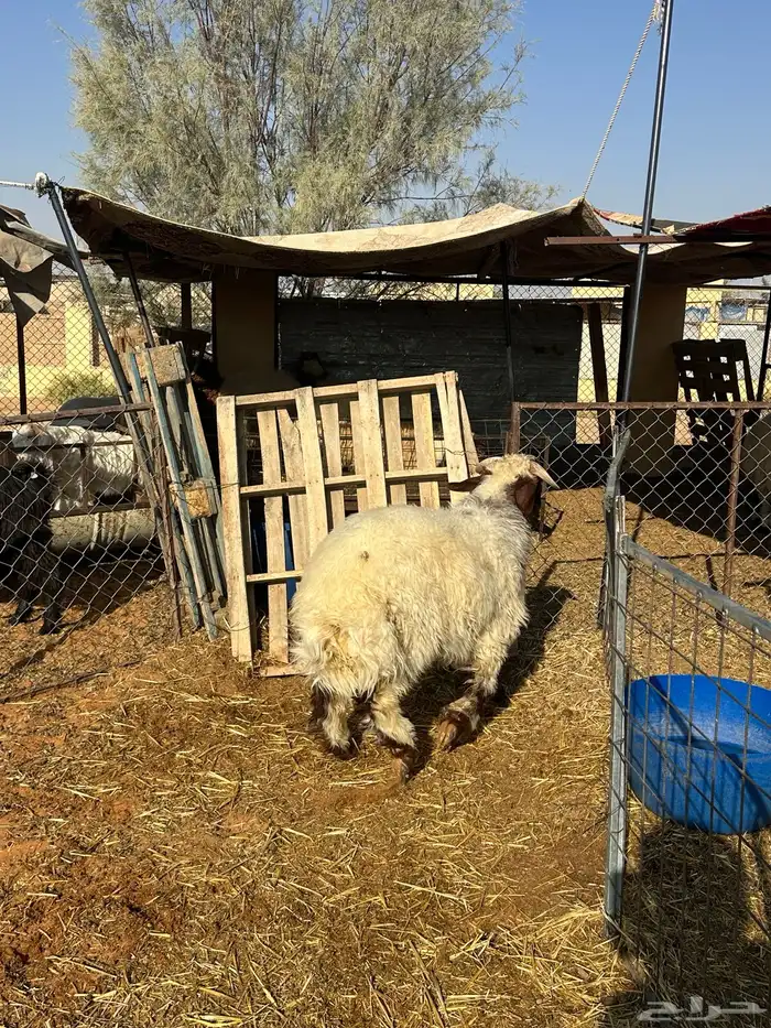 خروف نعيمي 2