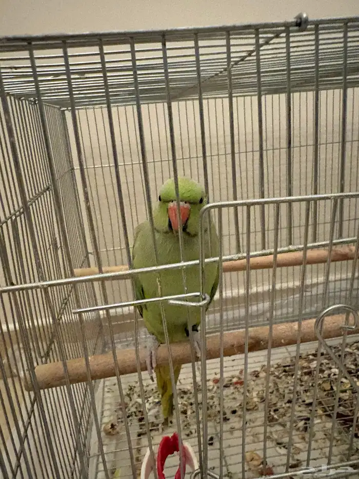 ببغاء درة اليف ذكر 0