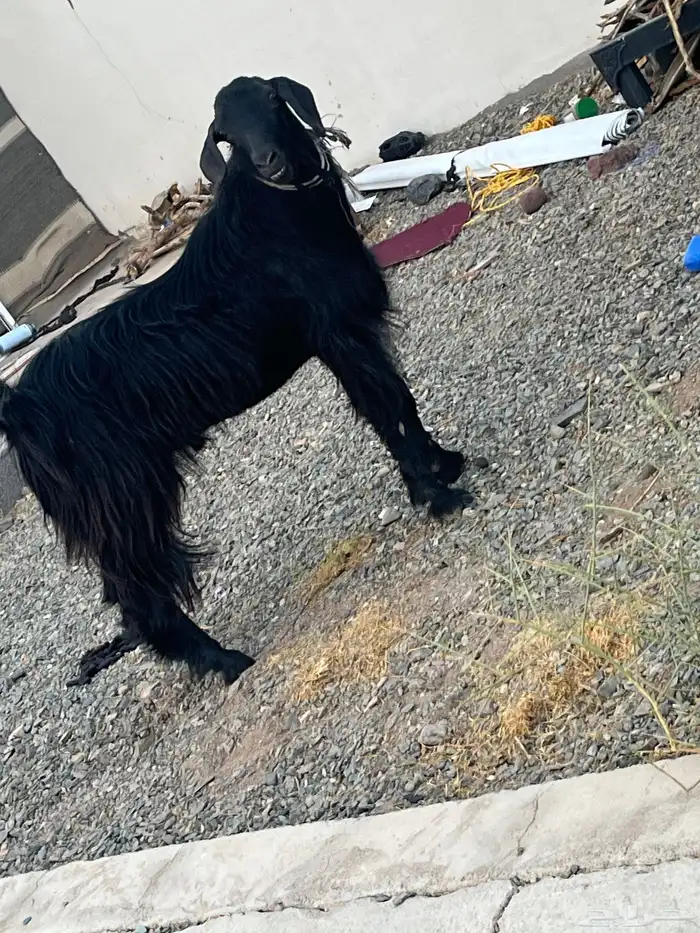 تيس فحل عارضي 1