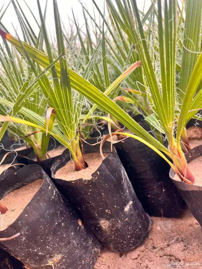 نخل واشنطونيا السعر 2 ريال فقط 1