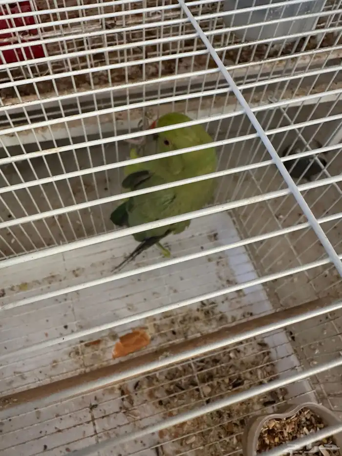 للبيع دره هندية 0