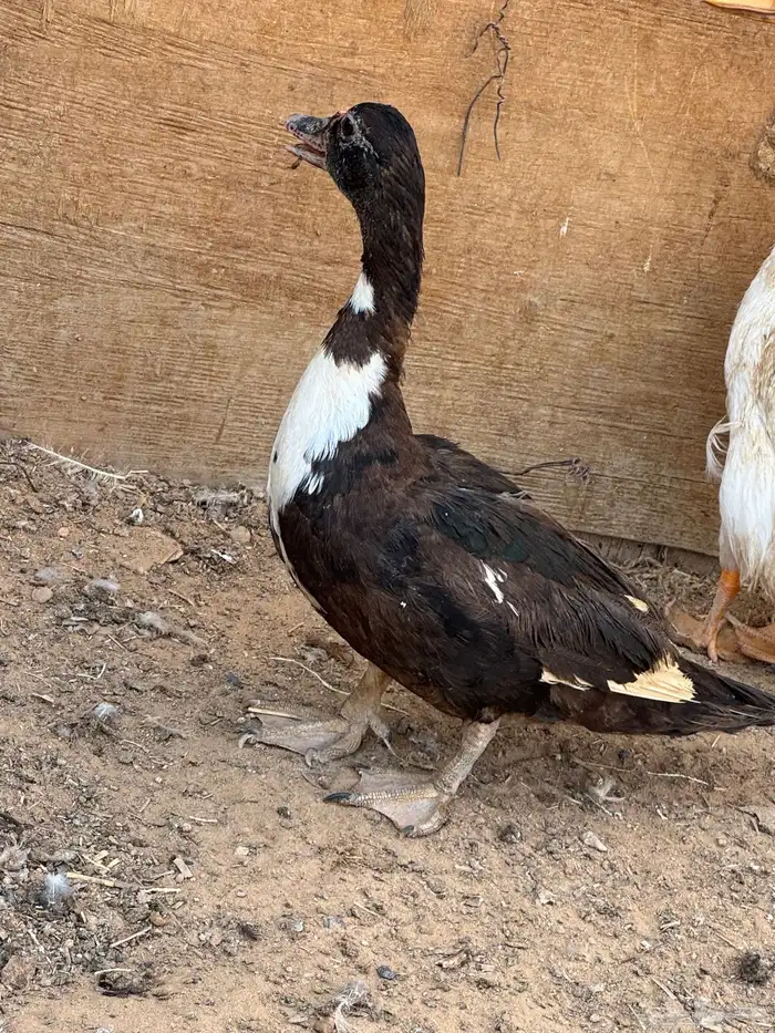 بط مشكل للبيع 1