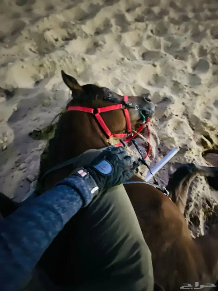 ايواء خيل 900  عرض اول مربط دوام 24ساعه عمال ومدربين 3