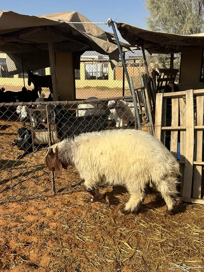 خروف نعيمي 1