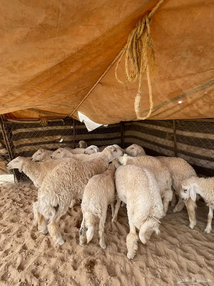 خرفان حريات 28