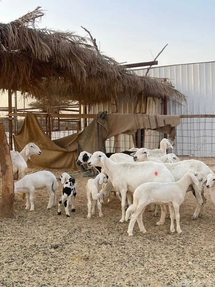 شياة حريات متابيع مقاني 0