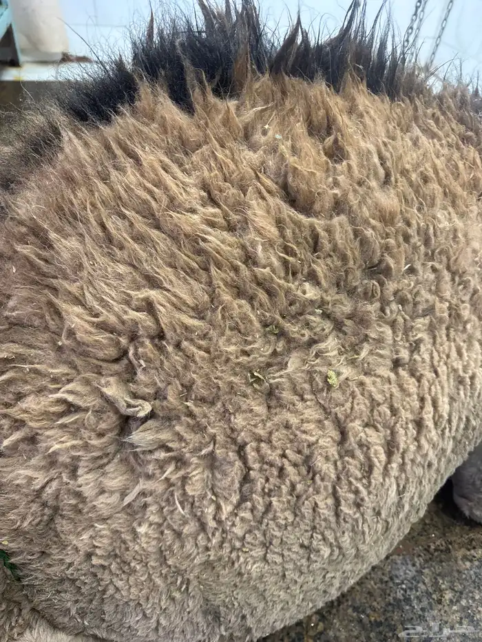 لباني مشروط عمره (4) والطعم حلو وتحدي مضمونا ف الصحن 0